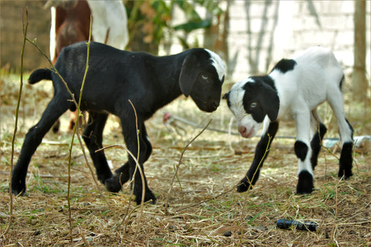 is goat milk soap good for your face