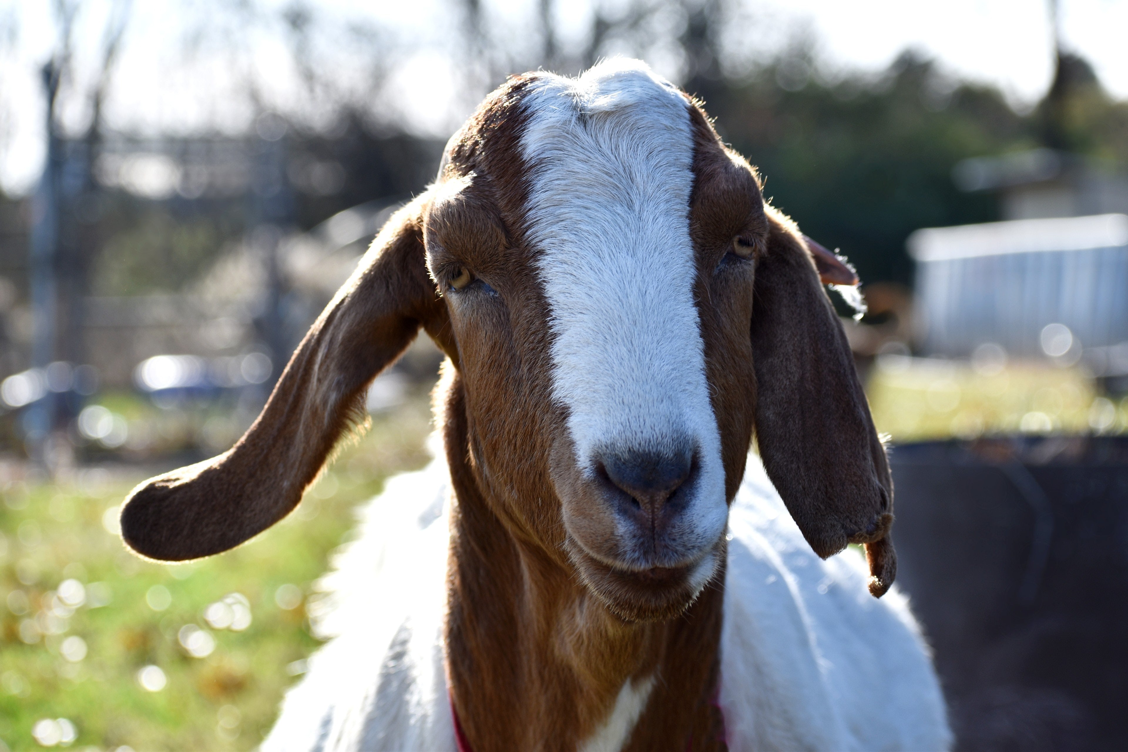 Can You Use Goat Milk Soap For Horses?