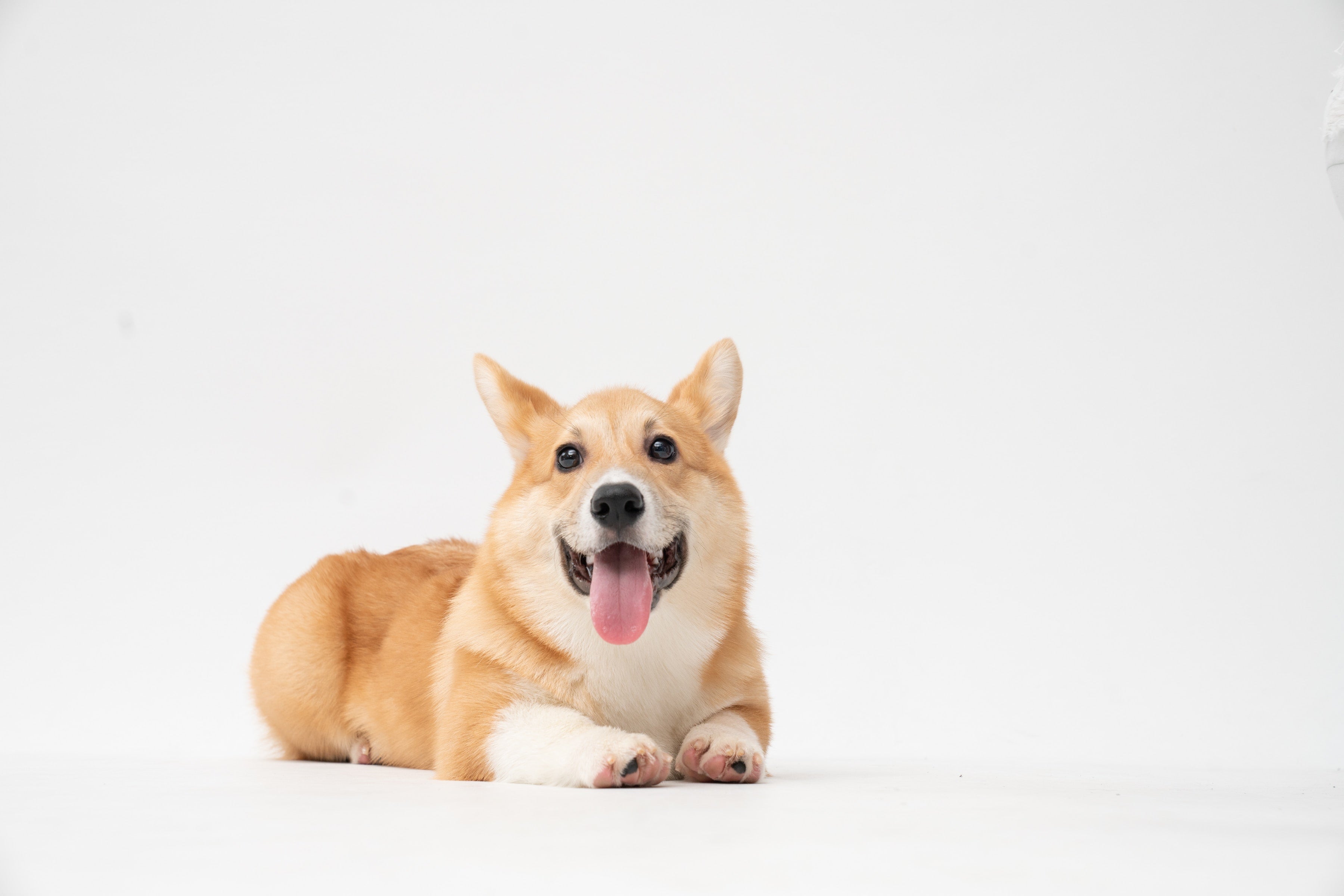Goat Milk Soap for Dogs: Sore Paws, Baths, and More!