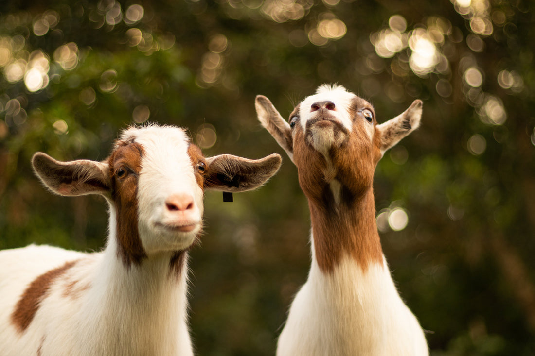 What are the Benefits of Goat Milk Soap?