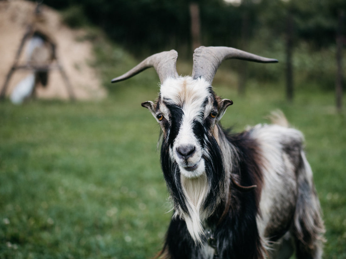 Is Goat Milk Soap Good for Psoriasis?