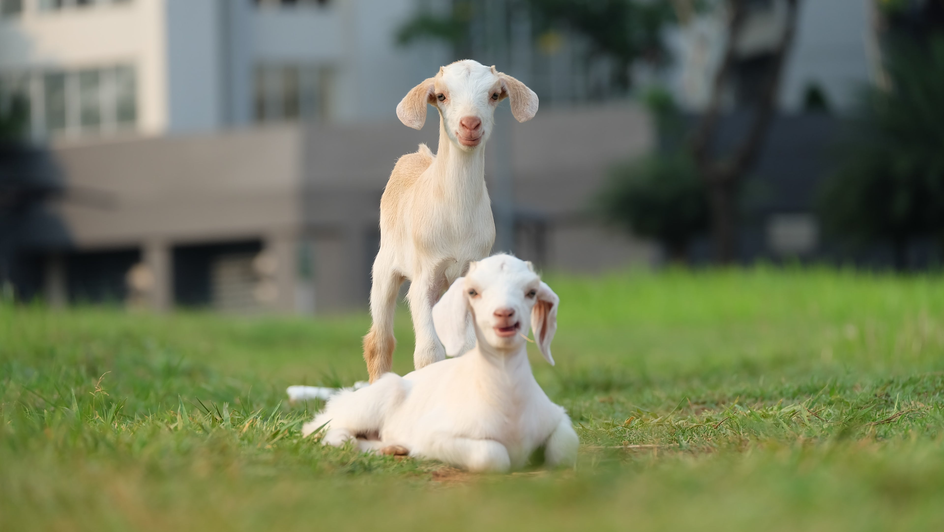 Donkey Milk Soap vs Goat Milk Soap