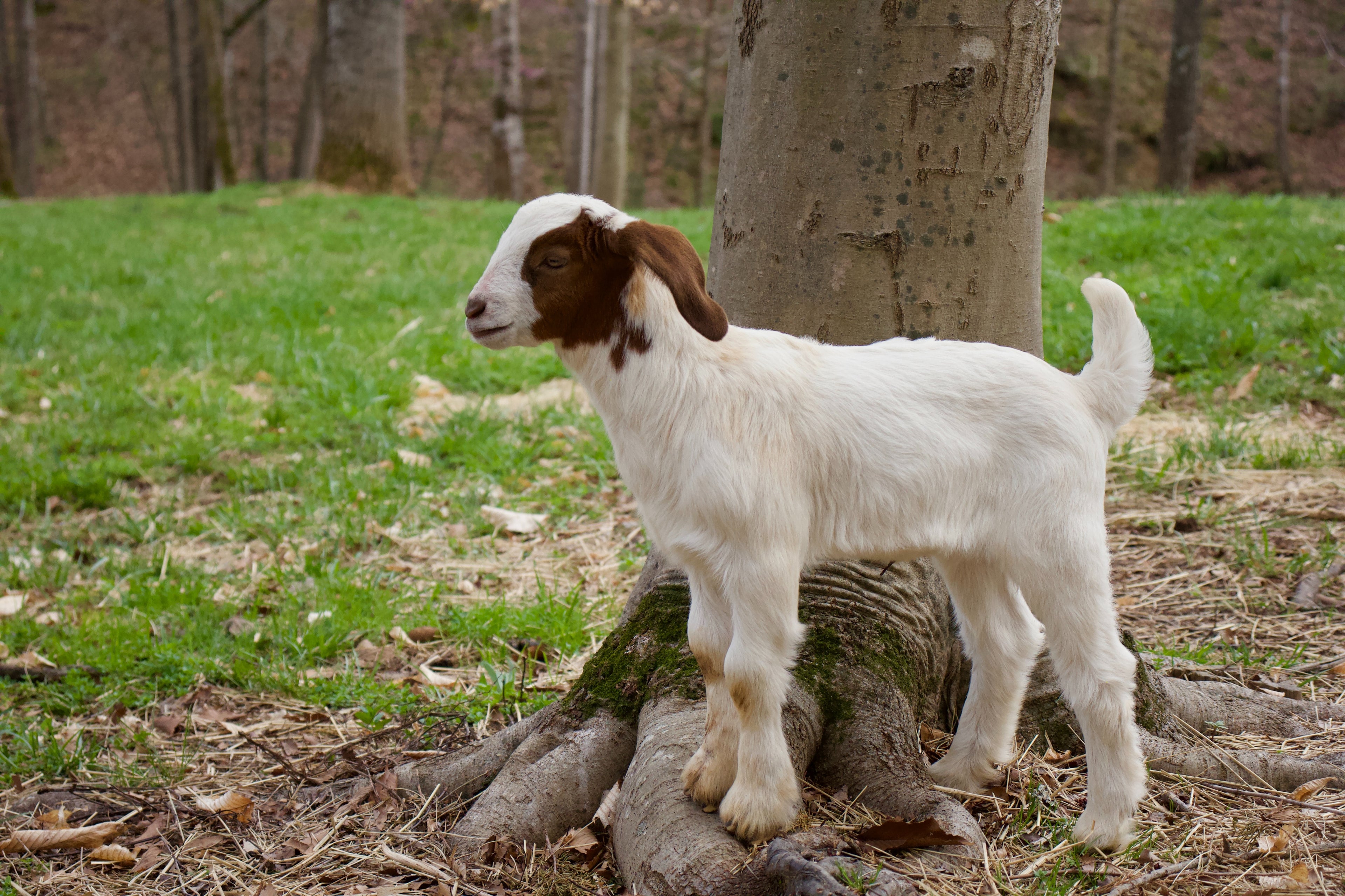 Where to Buy Goat Milk Soap Online in 2023