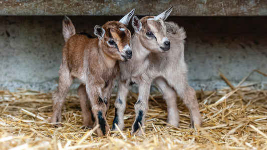 What are the Goat Milk Soap Ingredients? 