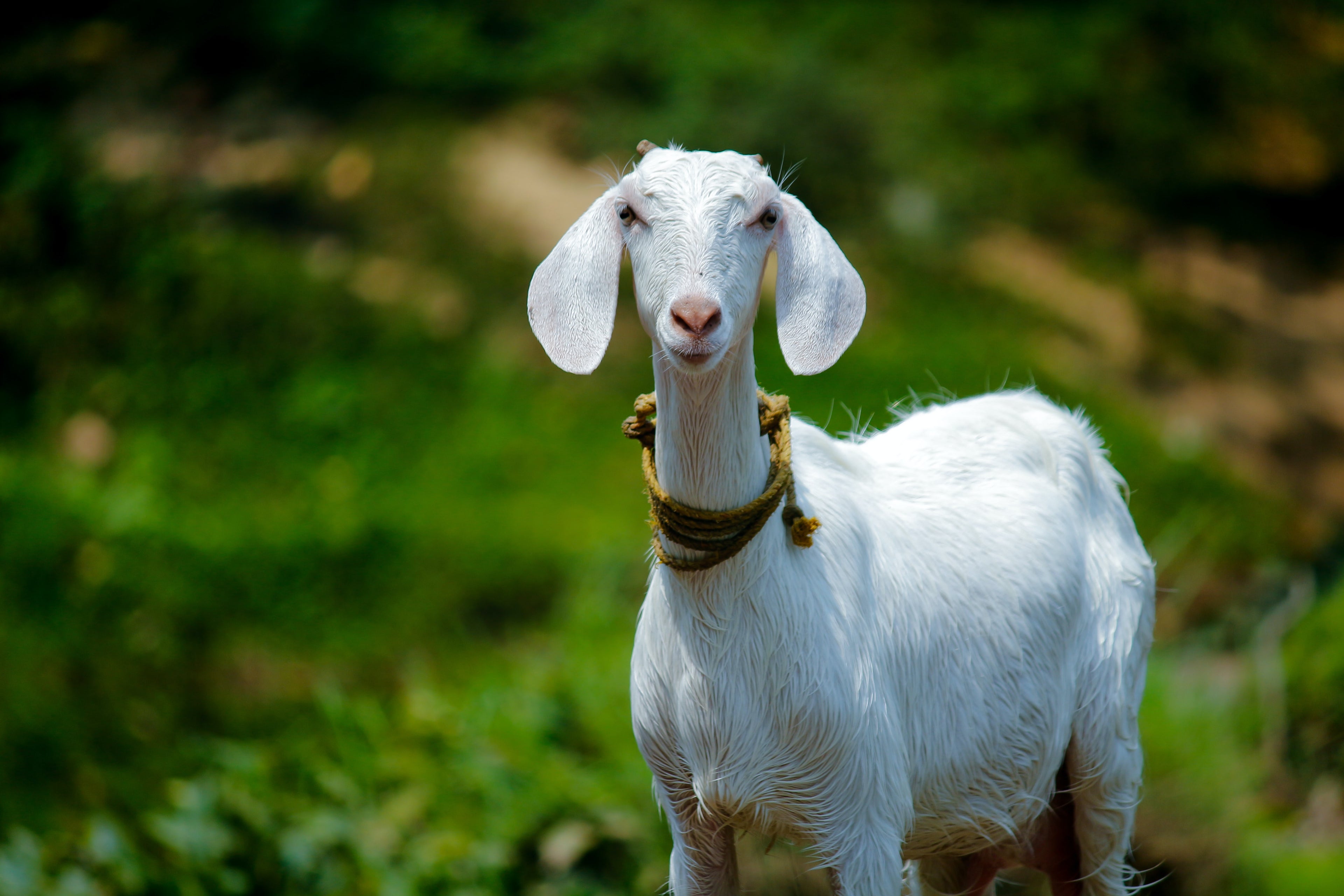 What is Goat Milk Soap Good for