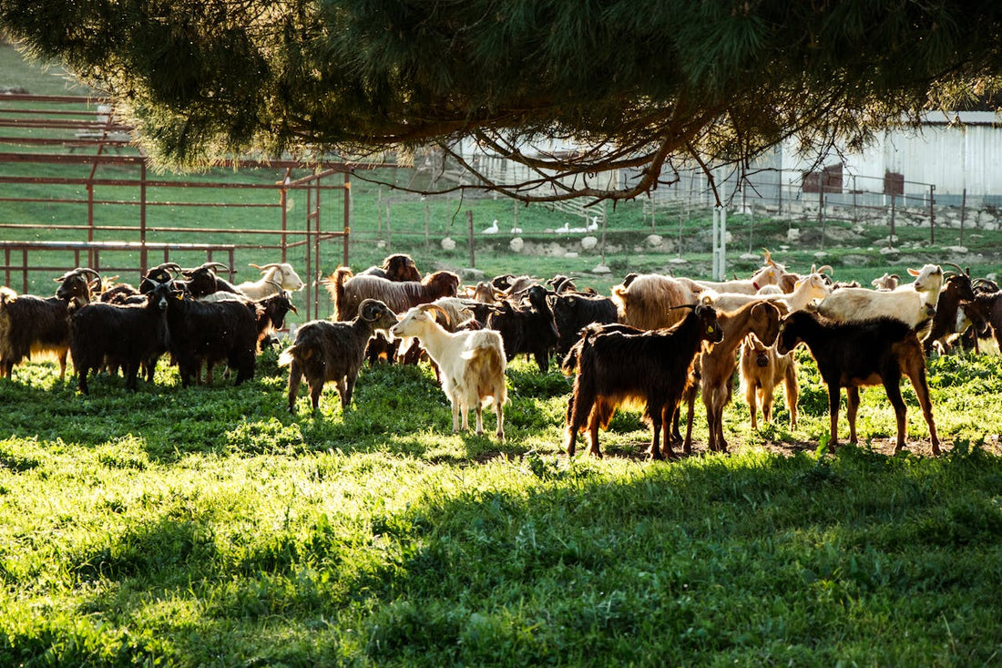 The Cost to Make Goat Milk Soap At Home: Is it Worth it?