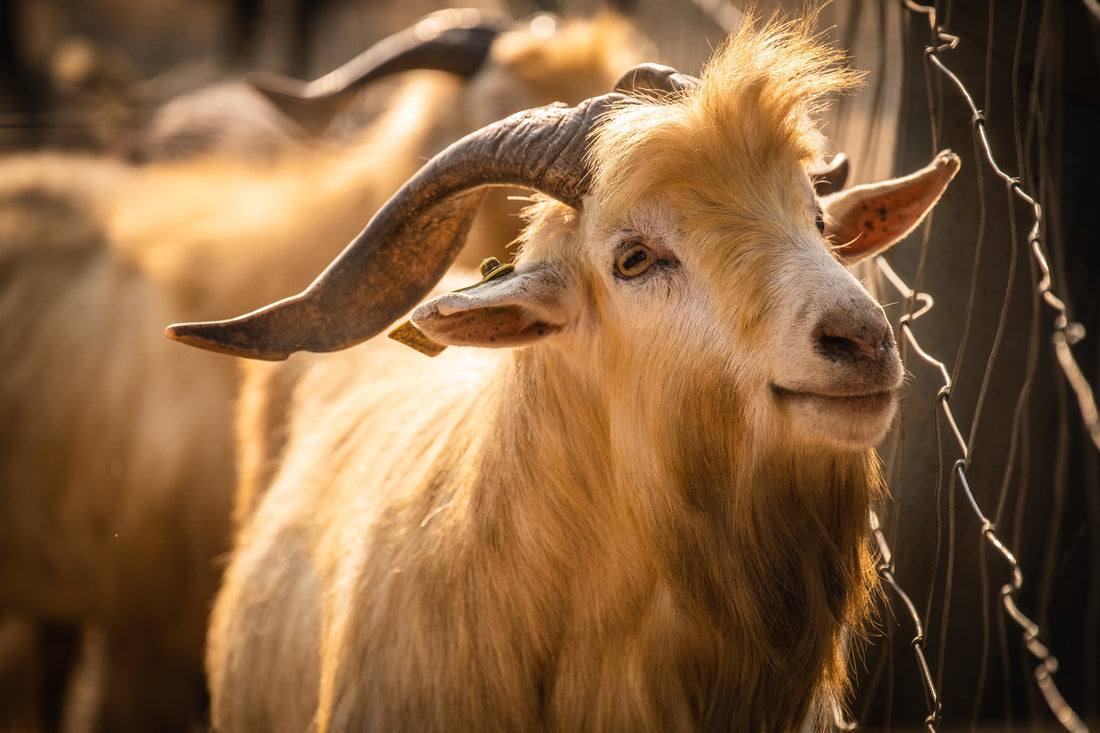 Does Goat Milk Soap Lighten the Skin?