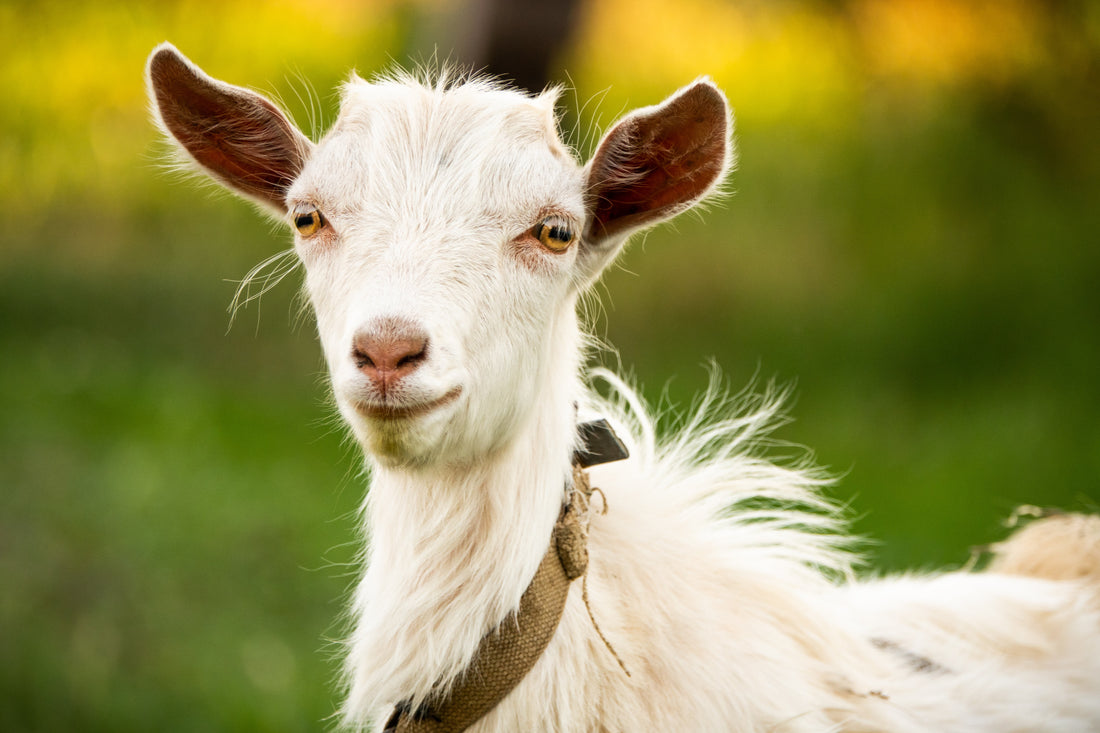 What is the Best Goat Milk Soap