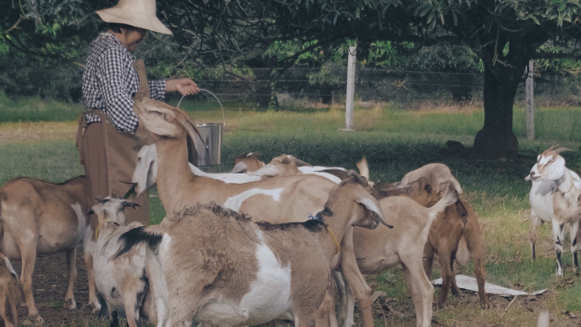 Free-roaming goats on Oshun’s farm in the Philippines, ethically raised for clean beauty and luxury goat milk soap production.